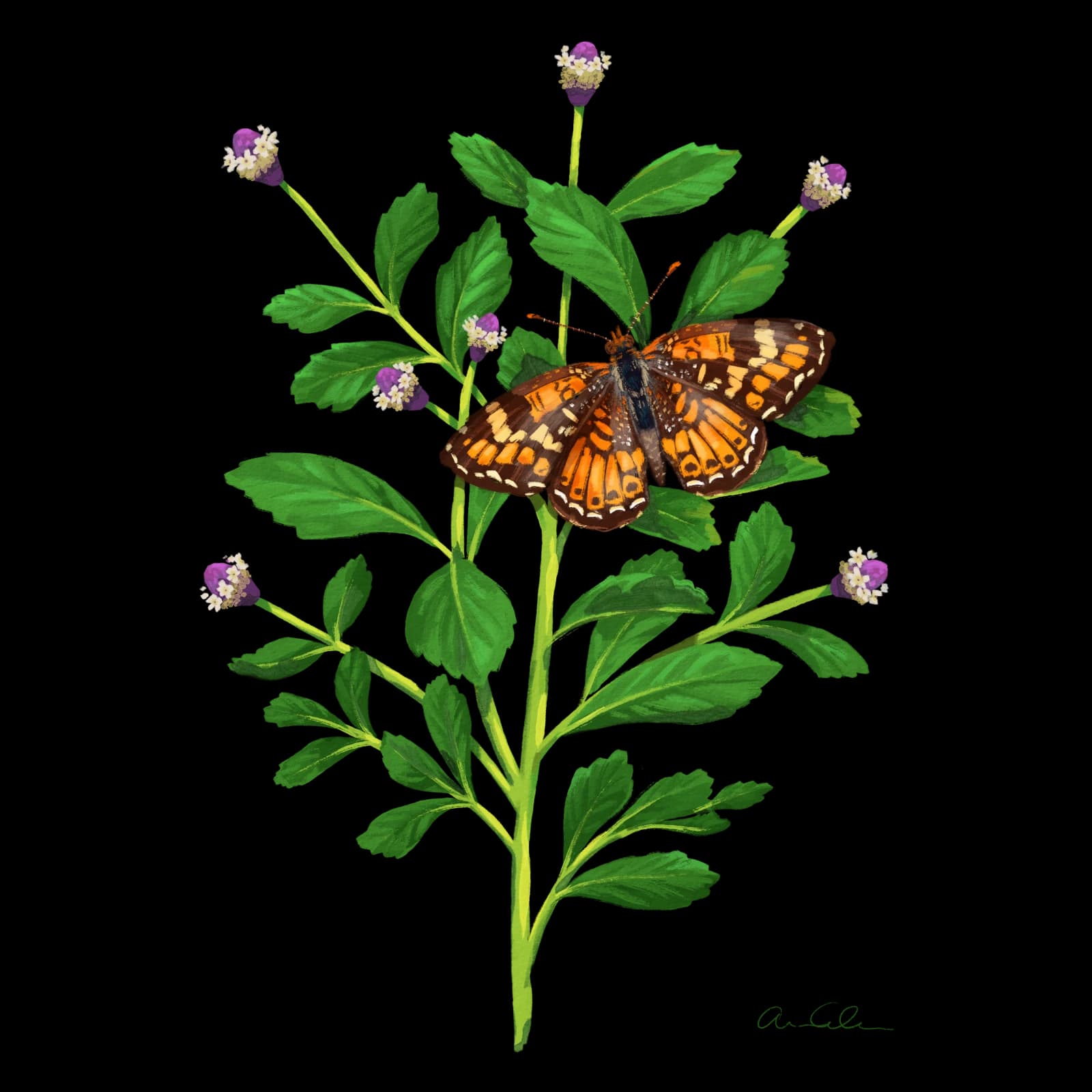 Frogfruit illustration with a phaon crescent butterfly, by Anna Coleman